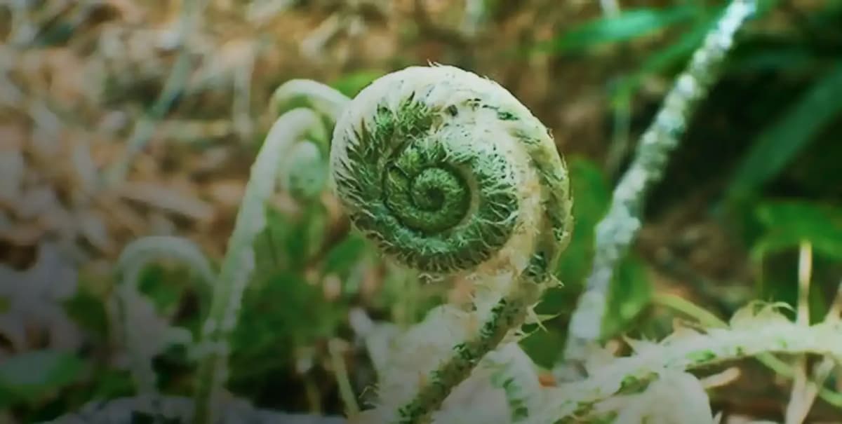 On Brutal Soil, We Grow